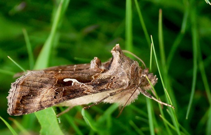 Autographa gamma-2