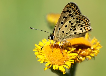 Lycaena tityrus-4