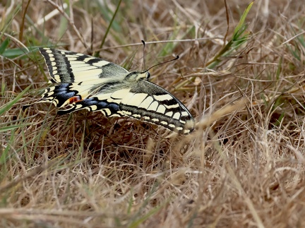 Papilio machaon-8