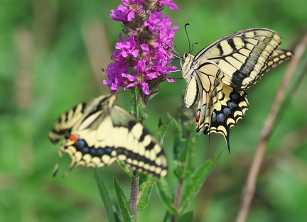 Papilio machaon-93