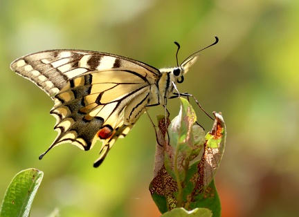 Papilio machaon-81