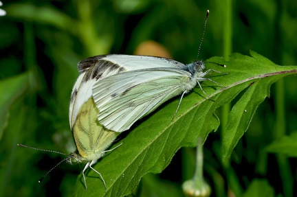 Pieris napi-4