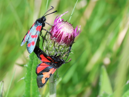Zygaena filipendulae-5