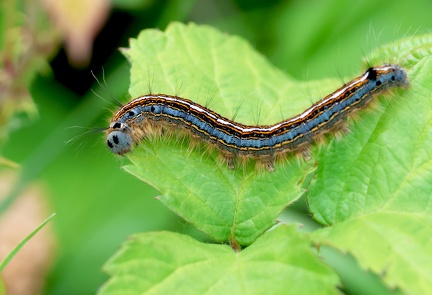 Malacosoma neustria-3