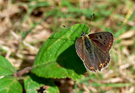 Lycaena tityrus