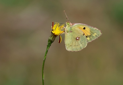 Colias crocea-5