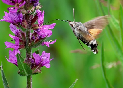 Macroglossum stellatarum-2