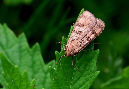 Nomophila noctuella