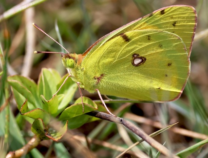 Colias crocea-51