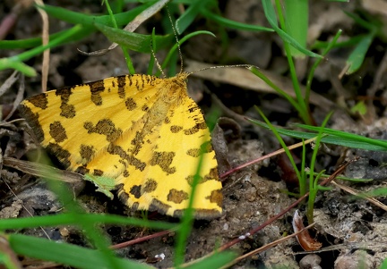 Pseudophantera macularia
