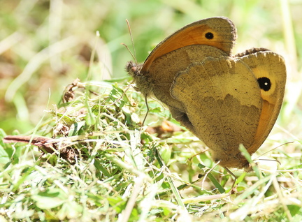Coenonympha pamphilus-2