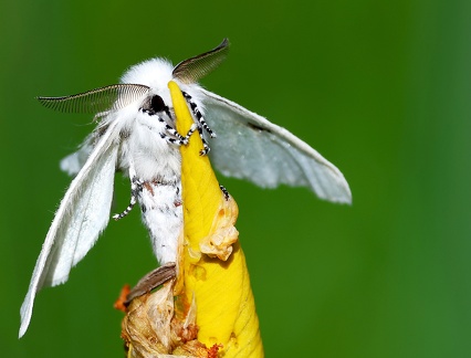 Arctornis l-nigrum-1