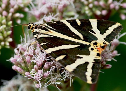 Euplagia quadripunctaria-51