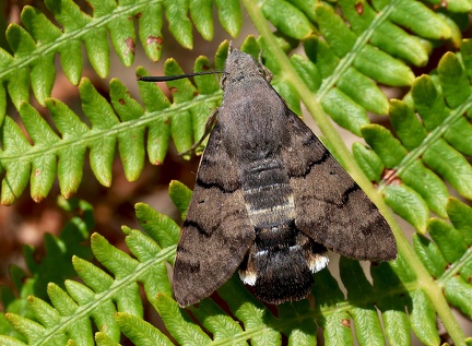 Macroglossum stellatarum-1