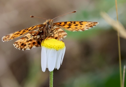 Boloria selene-1