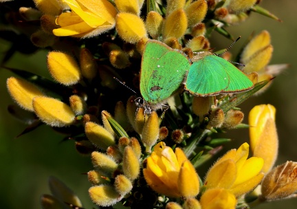 Callophrys rubi 