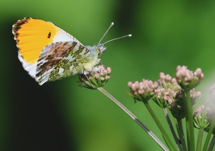 Anthocharis cardamines-1