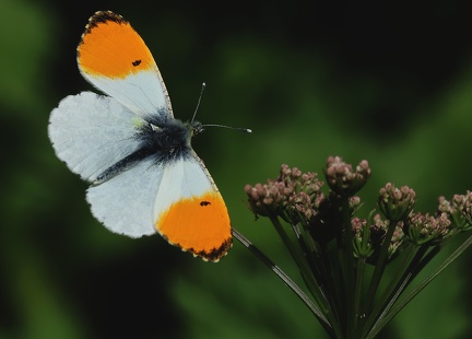 Anthocharis cardamines-2