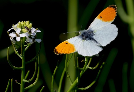Anthocharis cardamines