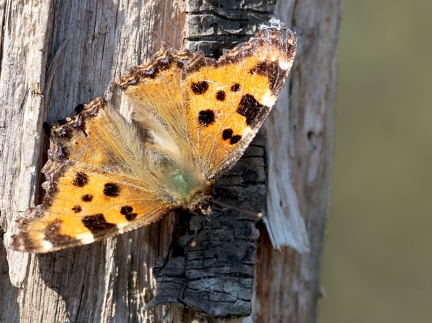 Nymphalis polychloro-7