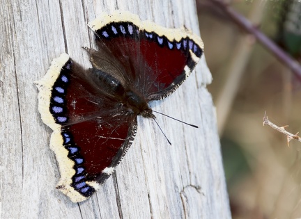 Nymphalis antiopa-6