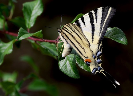 Iphiclides podalirius