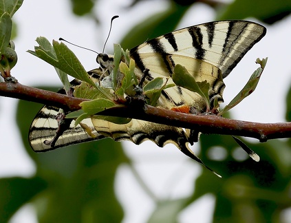 Iphiclides podalirius-2