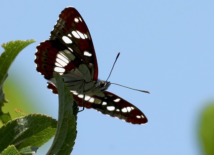 Limenitis reducta-2