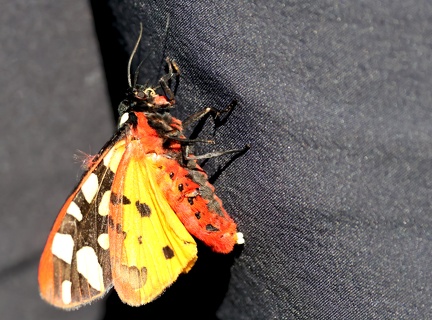 Arctia villica-13