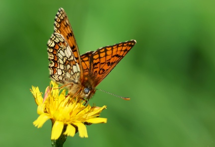 Melitaea athalia-3