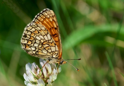 Melitaea athalia-2