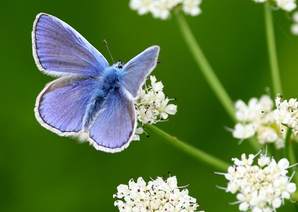 Polyommatus icarus-7