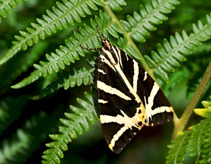 Euplagia quadripunctaria