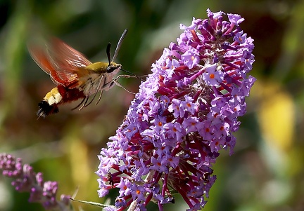 Hemaris fuciformis-1