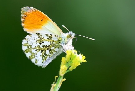 Anthocharis cardamines-3