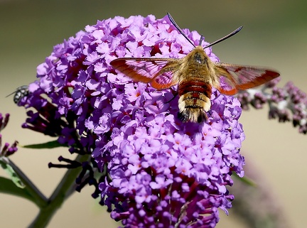 Hemaris fuciformis-2