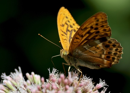 Argynnis paphia-2