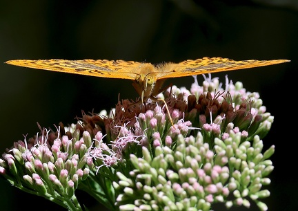 Argynnis paphia-3