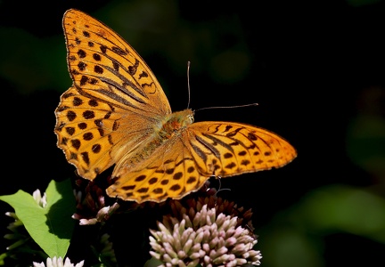 Argynnis paphia-1