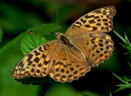 Argynnis paphia-4