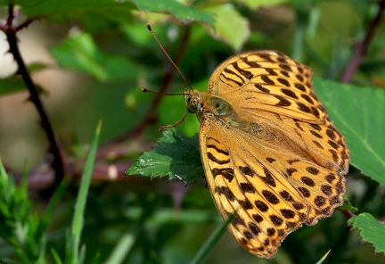 Argynnis paphia-5