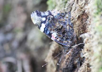 Vanessa atalanta-5