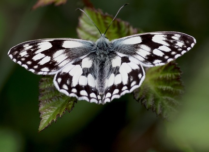 Melanargia galathea-3