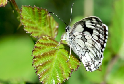 Melanargia galathea-31