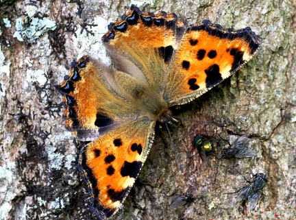 Nymphalis polychloro-6