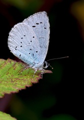 Celastrina argiolus-1