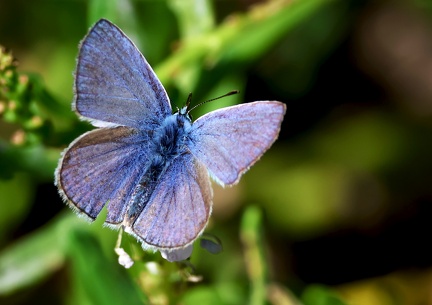 Plebejus argus-2