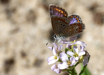 Polyommatus icarus-3