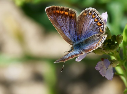 Polyommatus icarus-31
