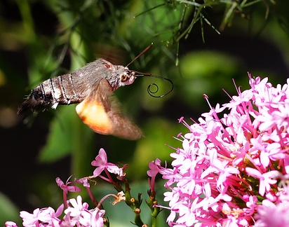 Macroglossum stellatarum